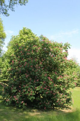Aesculus x carnea - jírovec pleťový - kvetoucí habitus (38)